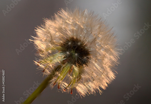 Kwiat dmuchawca z oświetloną koroną nasion.