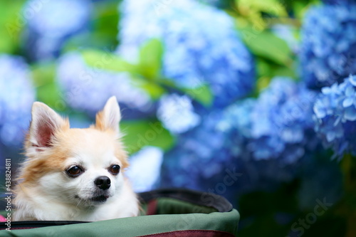 チワワとアジサイ