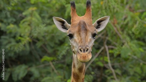 Cute giraffe look at camera .