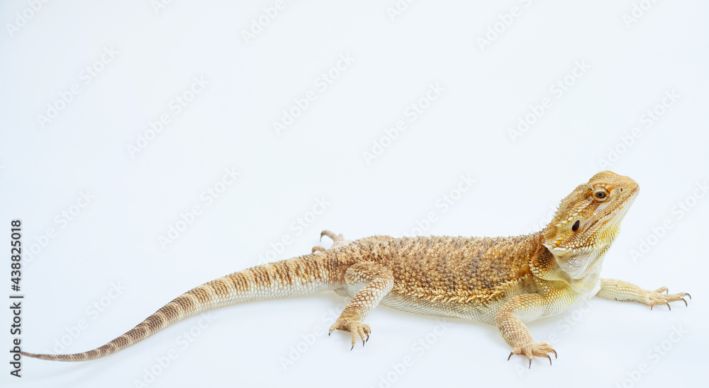 Naklejka premium bearded dragon on white background