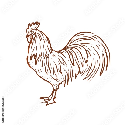 Birds home farm chickens ducks roosters turkeys vector graphic illustration hand-drawn. Engraving color print textile products meat background