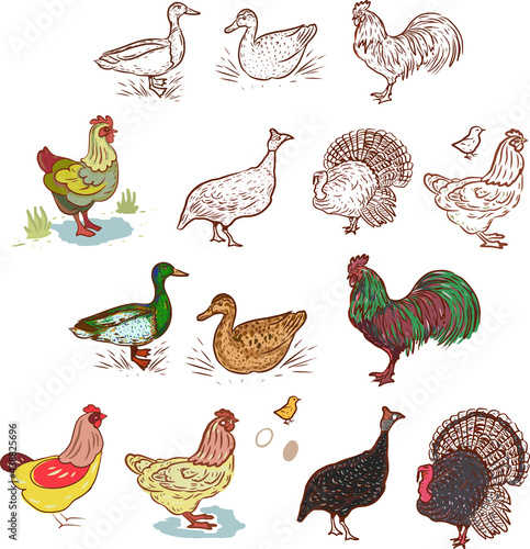Birds home farm chickens ducks roosters turkeys vector graphic illustration hand-drawn. Engraving color print textile products meat background