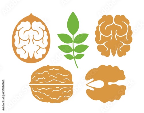 Walnut logo. Isolated walnut on white background