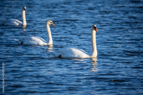 Three mute swans swimming in pond water