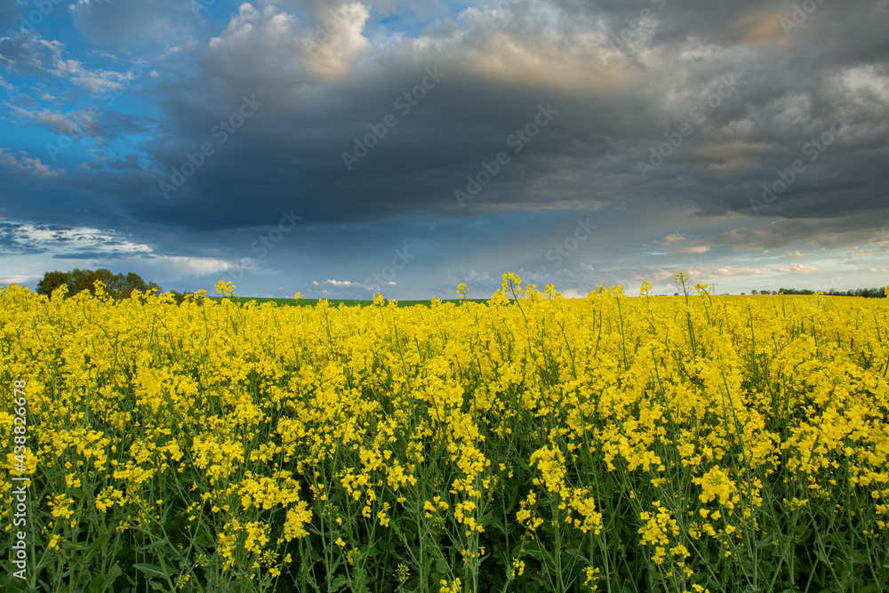 Obraz premium Rapeseed plants closeup in a open field