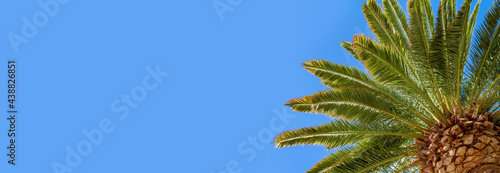 Canvas Print Low angle view of a palm tree with clear blue sky