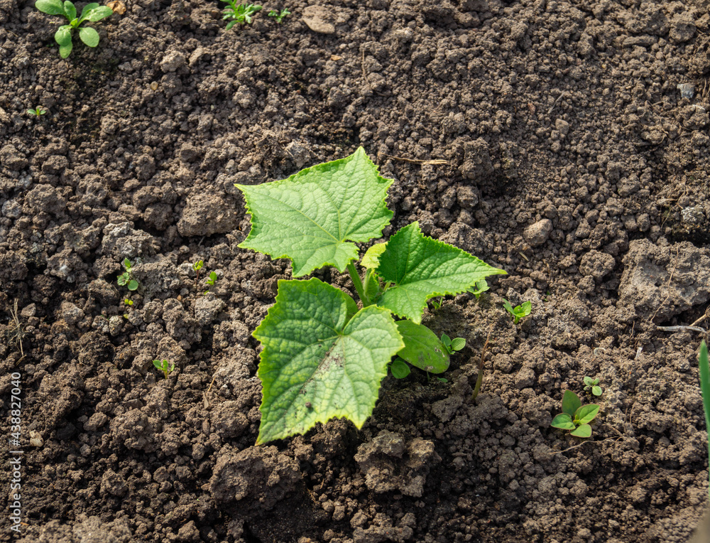cucumber sprout cucumber sprout