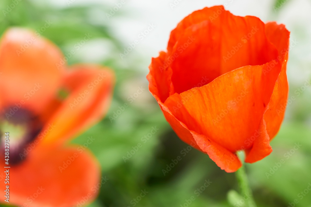 Fototapeta premium red tulip flower