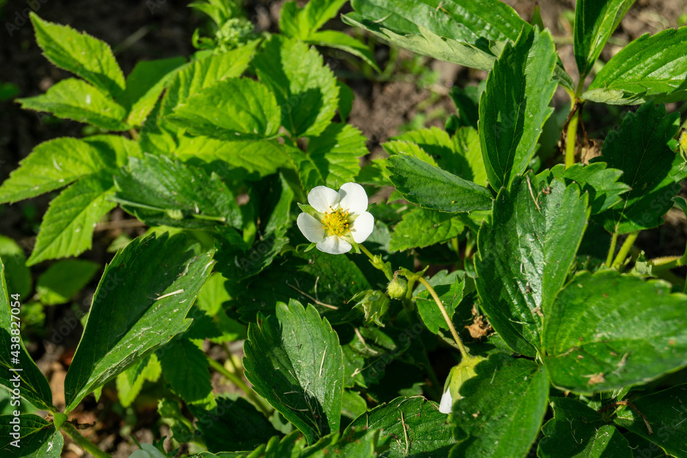 strawberry bush strawberry bush