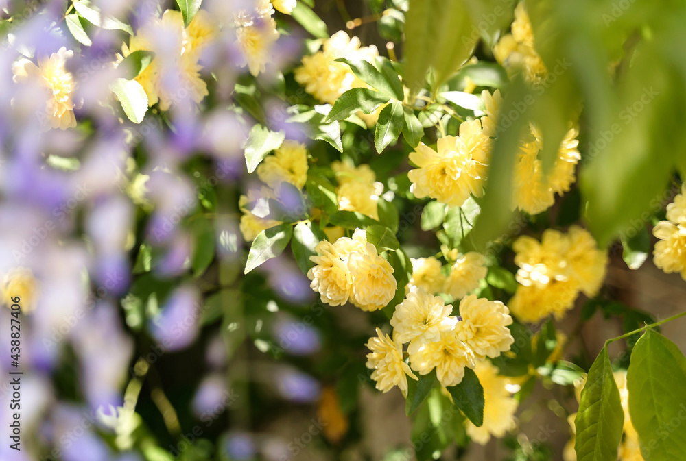 Close up blossoming yellow rose flowers on defocused natural leaves backdrop. Selective focus. Close up blossoming yellow rose flowers on defocused natural leaves backdrop. Selective focus.