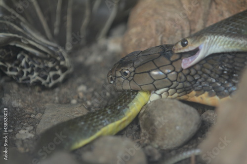 King cobra is biting a snake to eat