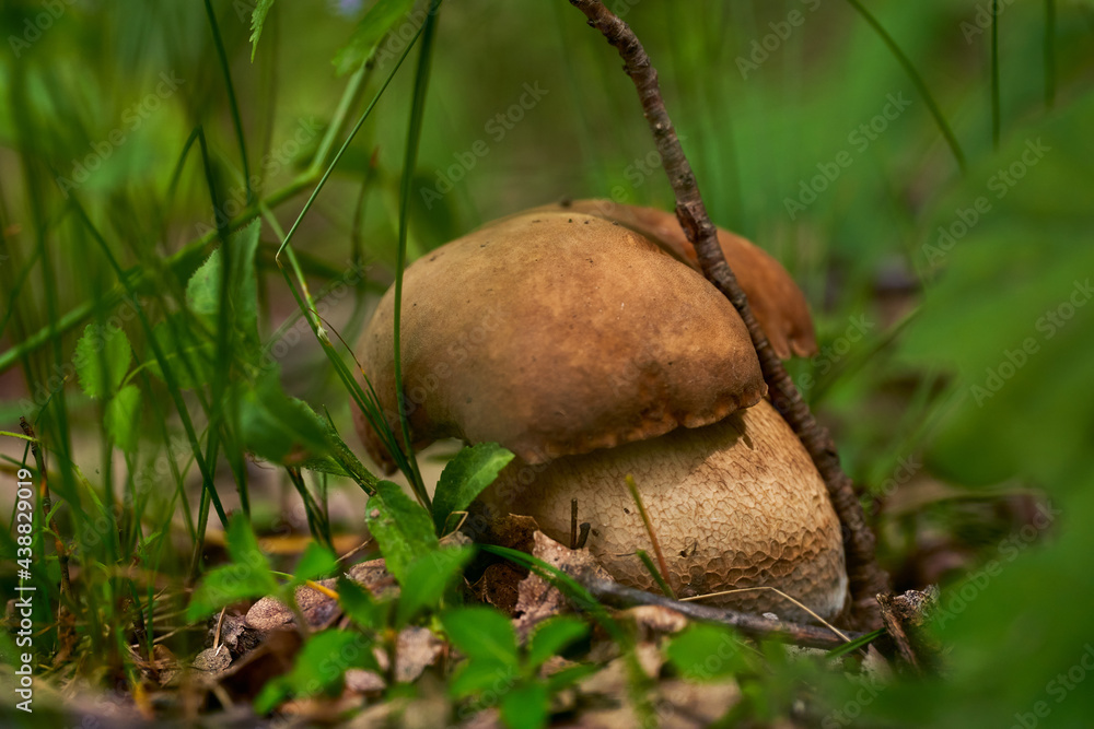 Cep mushroom in the forest (Boletus edulis) Cep mushroom in the forest (Boletus edulis)