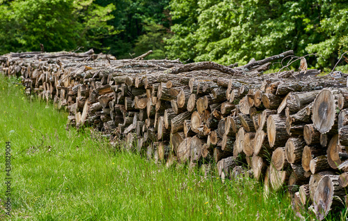 Stacks of oak wood by the forest