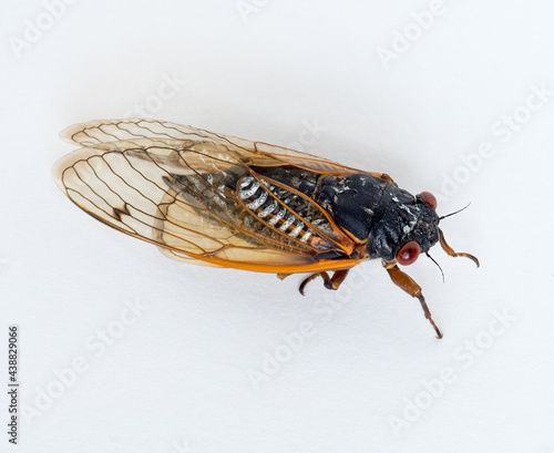 Brood X Cicada Isolated on White Background © lawcain