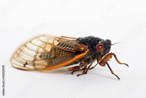 Dying Brood X Cicada Close Up