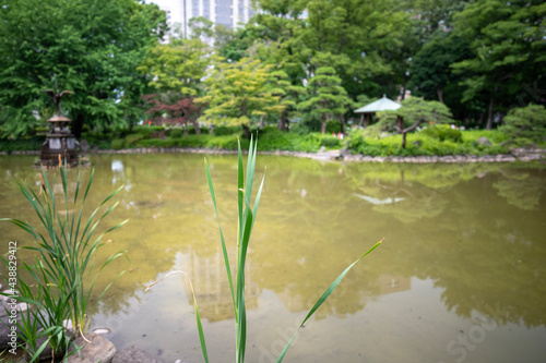 Plant stems looking over pond at  Hibiya Park in Tokyo