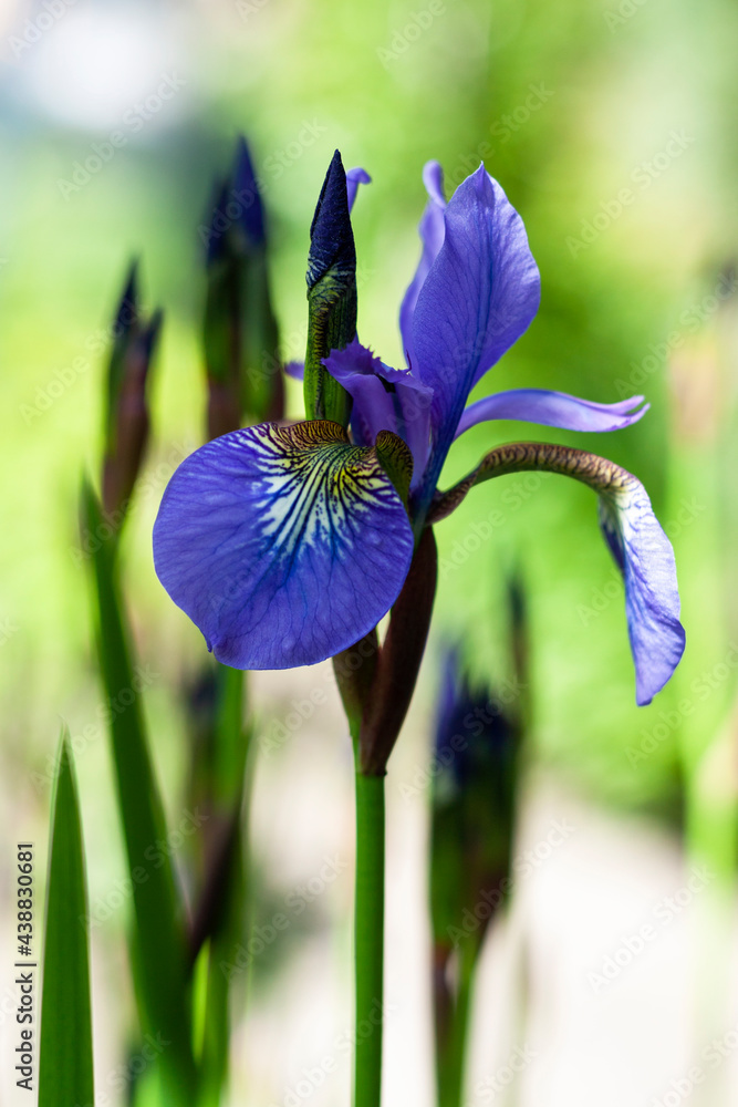 Beautiful iris in the garden