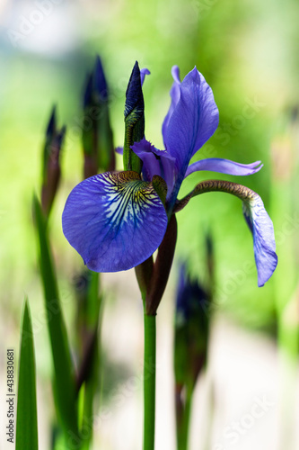 Obraz na płótnie Beautiful iris in the garden w salonie