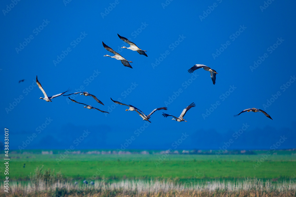 Fototapeta premium Kraniche von Zingst