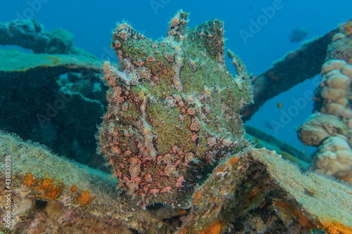 Fish swim in the Red Sea, colorful fish, Eilat Israel 