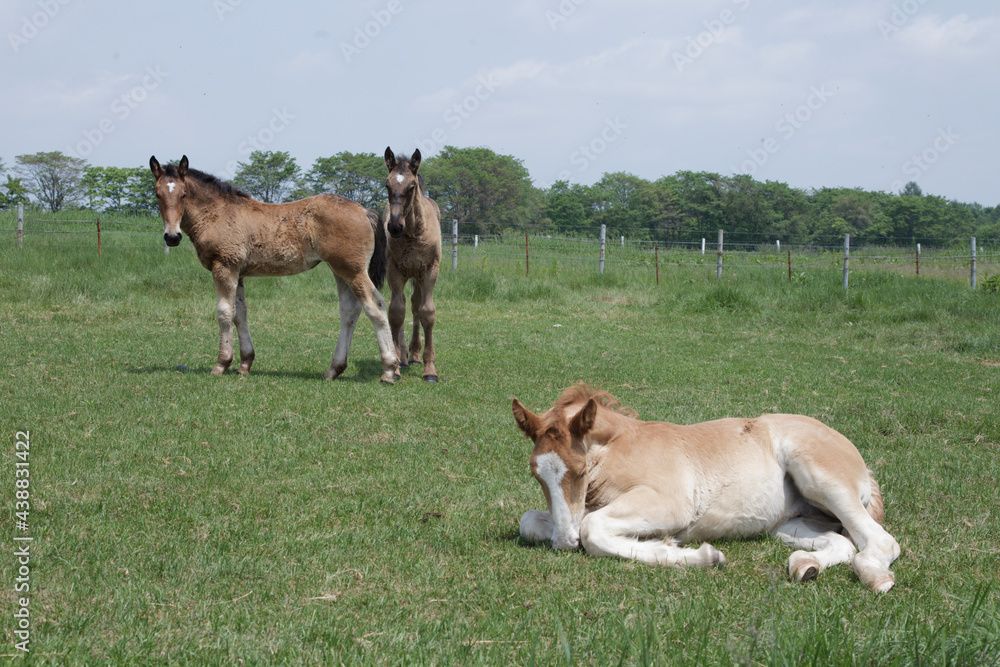 Fototapeta premium ばん馬の牧場