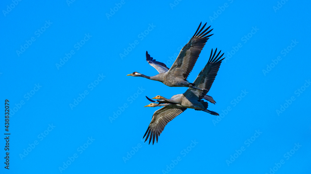 Fototapeta premium Kraniche von Zingst