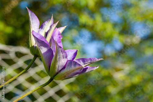 Obraz na płótnie Two clematis flowers in the garden w salonie