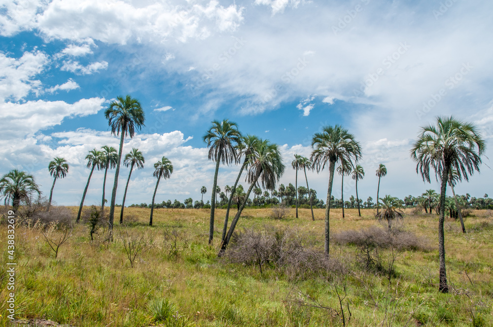 Parque Nacional El Palmar, Entre Rios, Argentina. Parque Nacional El Palmar, Entre Rios, Argentina.