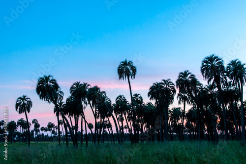 La Aurora del Palmar - Refúgio de Vida Silvestre, Entre Rios, Argentina.