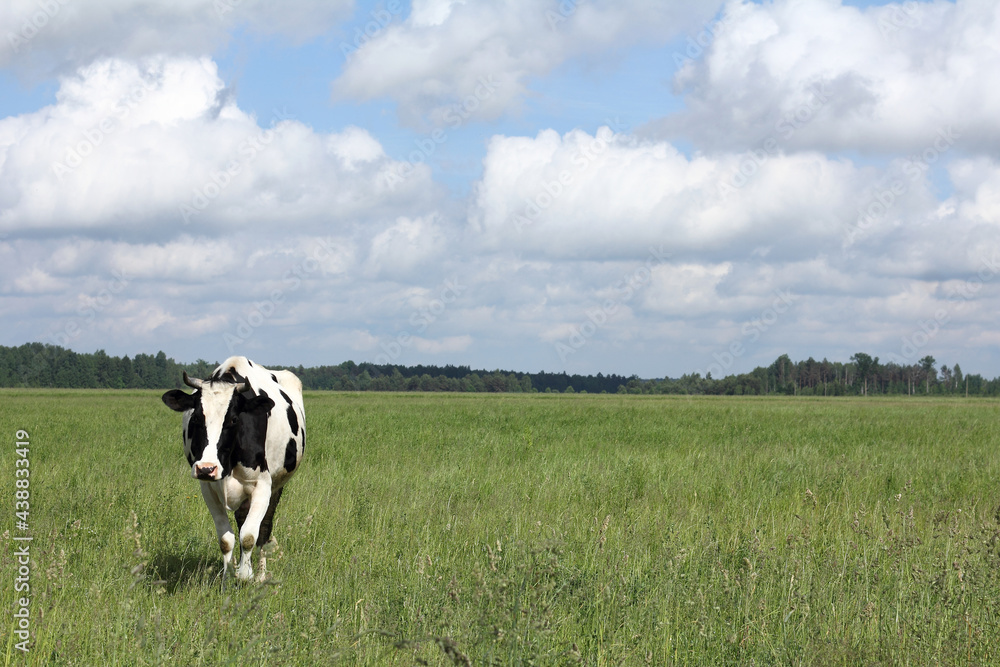 one black and white cow grazes on a green meadow against a background of forest and blue sky with clouds. landscape with ecological pasture