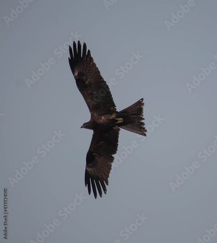 vulture in flight