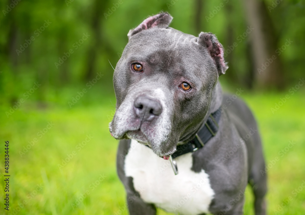 A gray and white Pit Bull Terrier mixed breed dog with short cropped ears, listening with a head tilt
