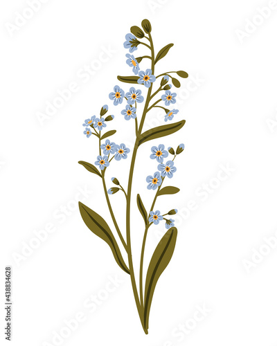 Cute blue branch of forget-me-not flower. Delicate summer herb. Vector illustration in flat style, isolated on white background.