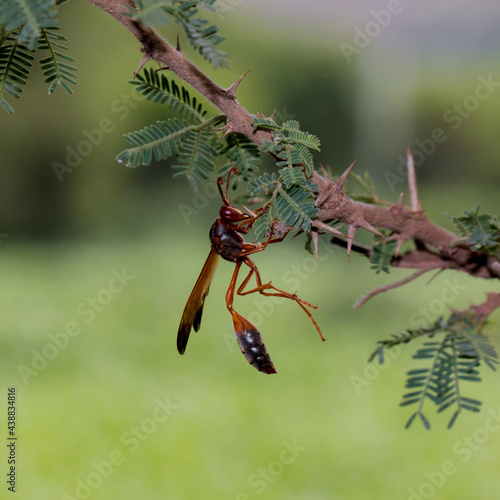 Red paper wasp standing on a branch