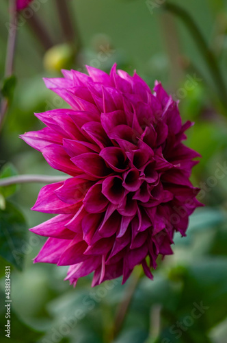 pink dahlia flower