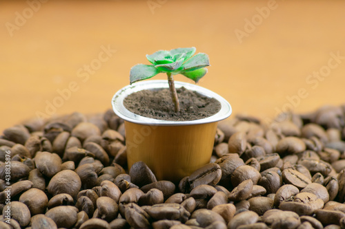 Capsule of coffee with green plant photo