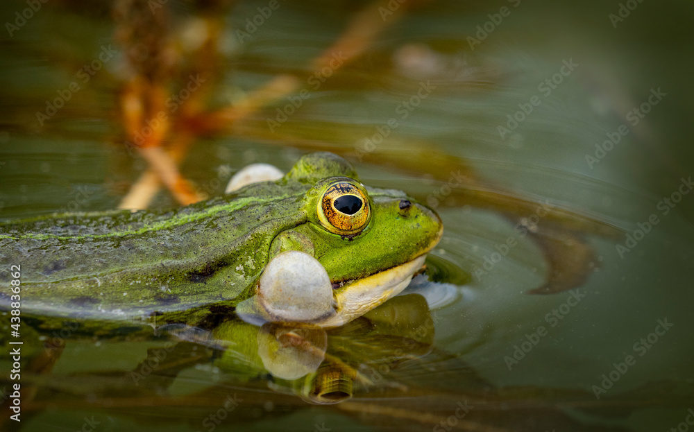 rana esculenta - common european green frog is swimming in a garden pond rana esculenta - common european green frog is swimming in a garden pond