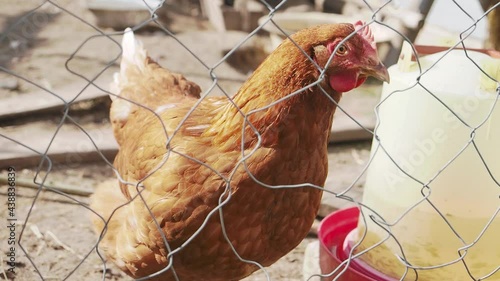 Chicken on the farm behind a fence eating grass and grains