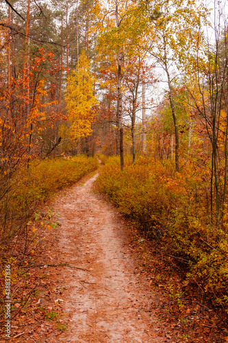 autumn beautiful forest with a path covered with leafs © Minakryn Ruslan 