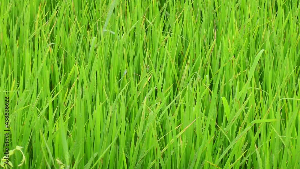Rice paddy with ripening rice on Panay island in Philippines Rice paddy with ripening rice on Panay island in Philippines