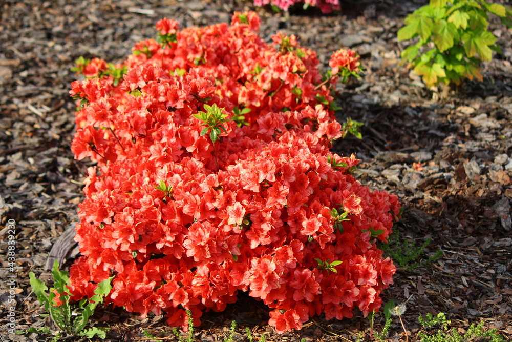 Czerwone kwiaty azalii odmiany "Kermesina" - obrazy, fototapety, plakaty 