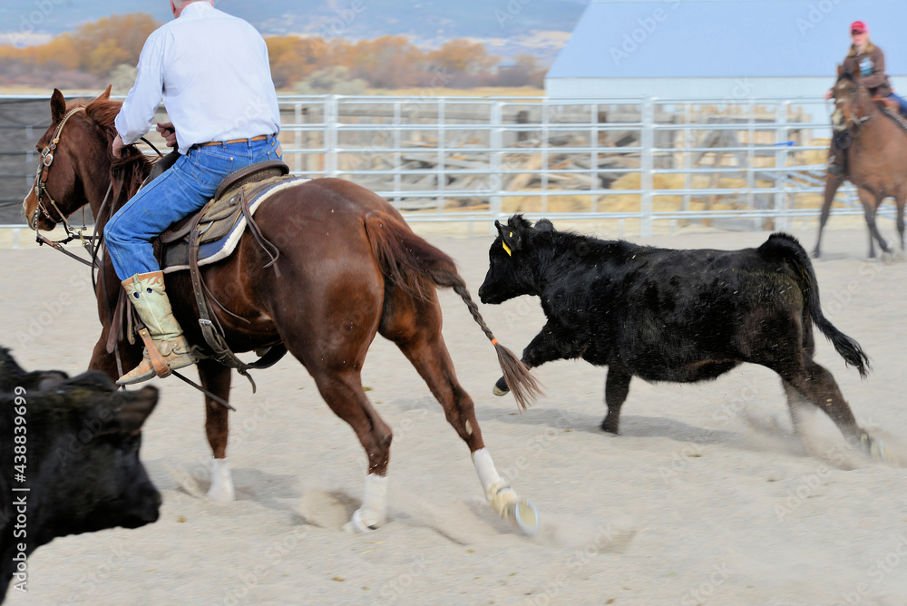 Rural Activity: Cutting hrose and rider head off a steer.