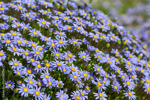 Felicia or blue daisy as a wall together in the garden photo