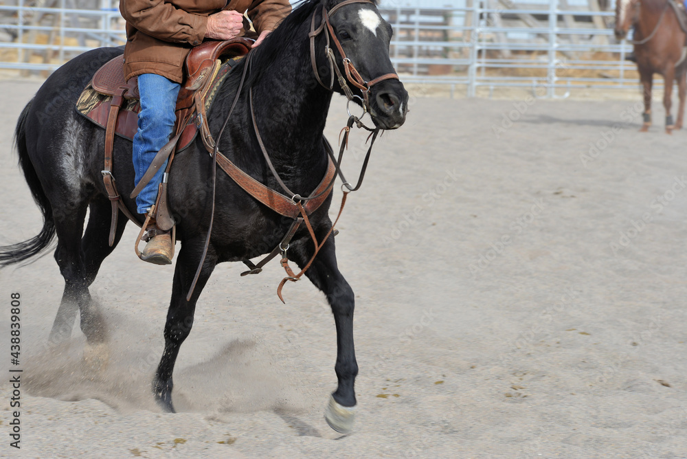 Rural Activity: Dexterous movement of cutting horse. Rural Activity: Dexterous movement of cutting horse.
