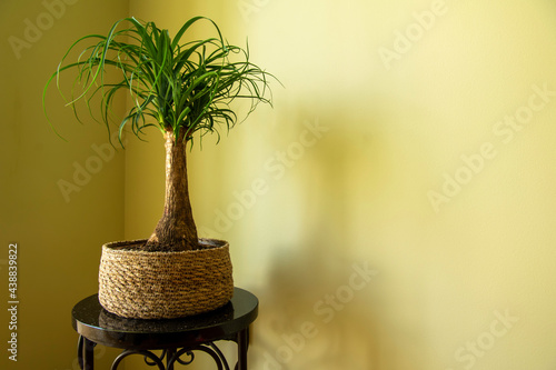The Beaucarnea Recurvata, also known as Ponytail Palm, or Nolina is a houseplant with a swollen thick brown stem and the long narrow curly, green leaves flow up from this base.