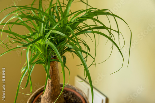 The Beaucarnea Recurvata, also known as Ponytail Palm, or Nolina is a houseplant with a swollen thick brown stem and the long narrow curly, green leaves flow up from this base.