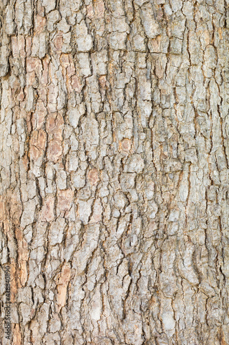 bark of a tree texture background.