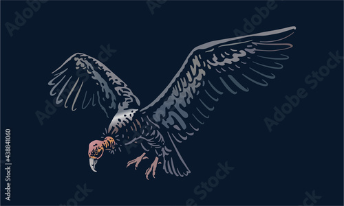 California condor on dark background