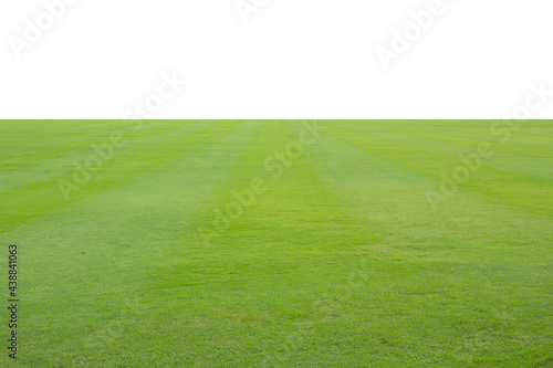 green grass field on white background.