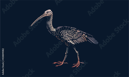 Giant ibis on dark background photo